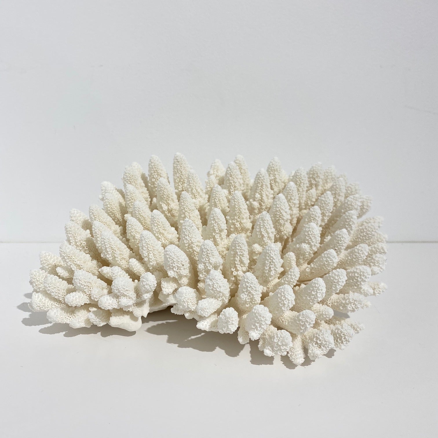Coral