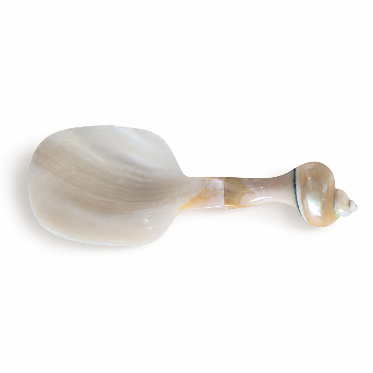 Shell spoon on a white background