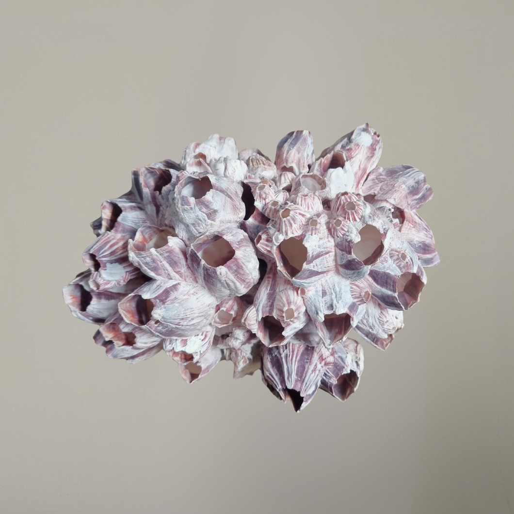 Pink and Purple Barnacle Cluster | A