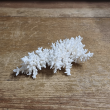 Acropora Bottlebrush Coral | A, topview