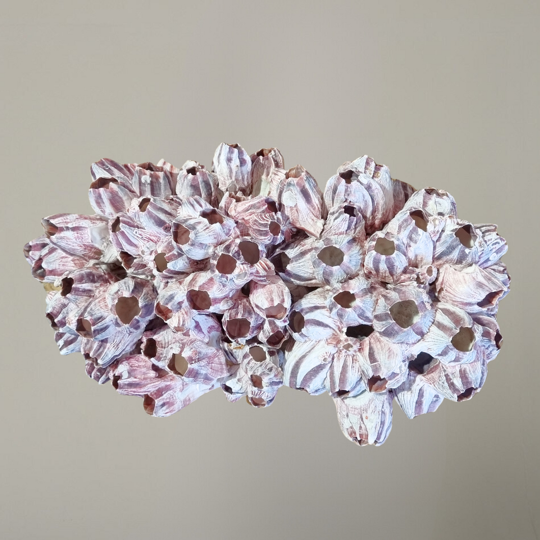 Pink and Purple Barnacle Cluster | Large, image