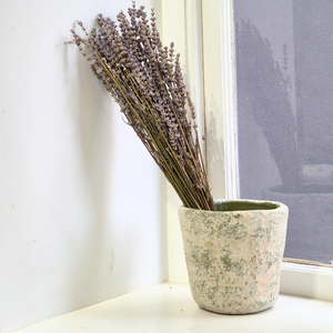 Grøn Concrete Plant Pot | Medium, with flowers