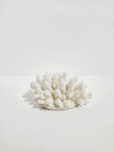 Finger Coral - F