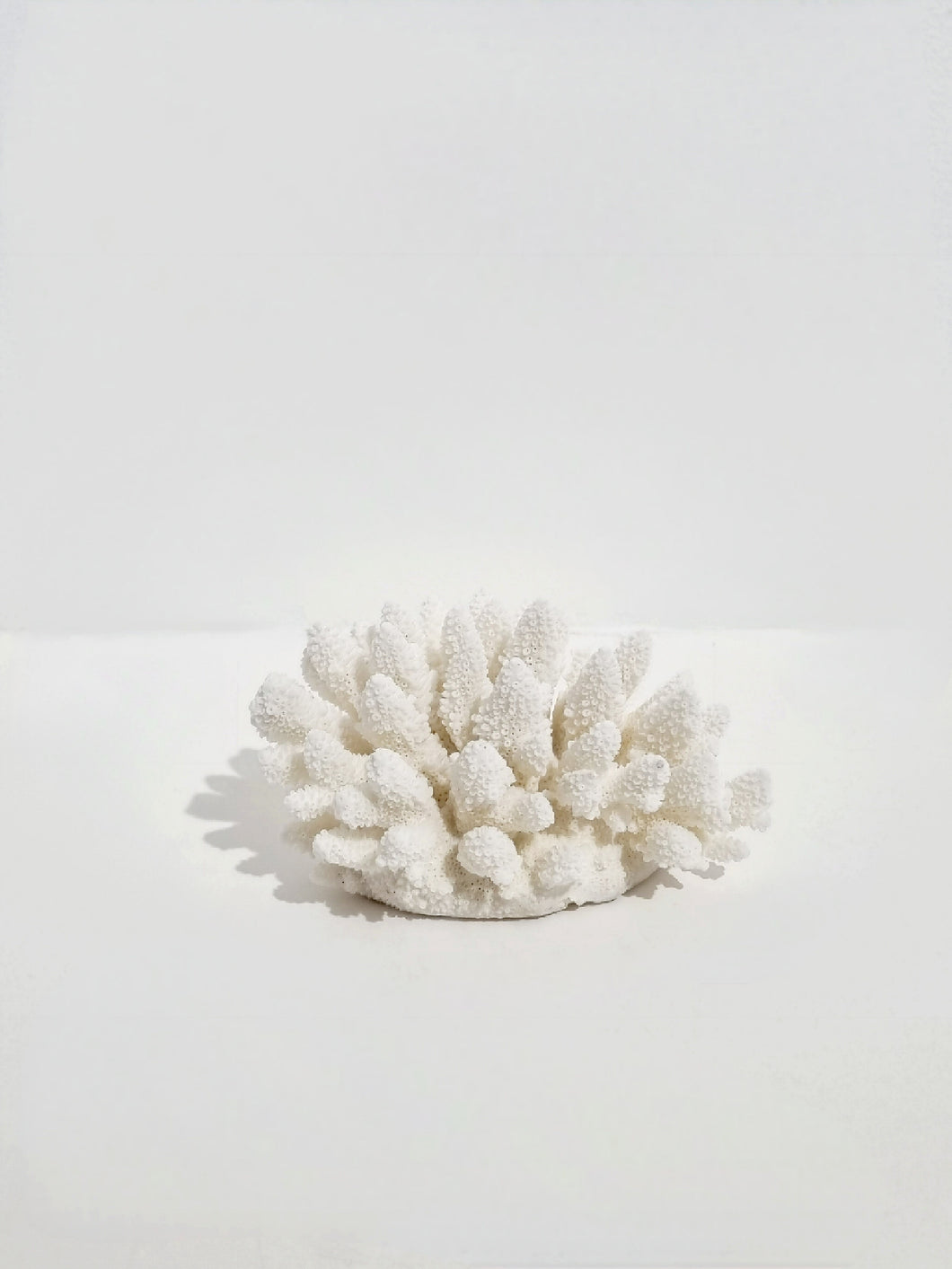 Finger Coral - F