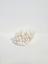 Finger Coral - E