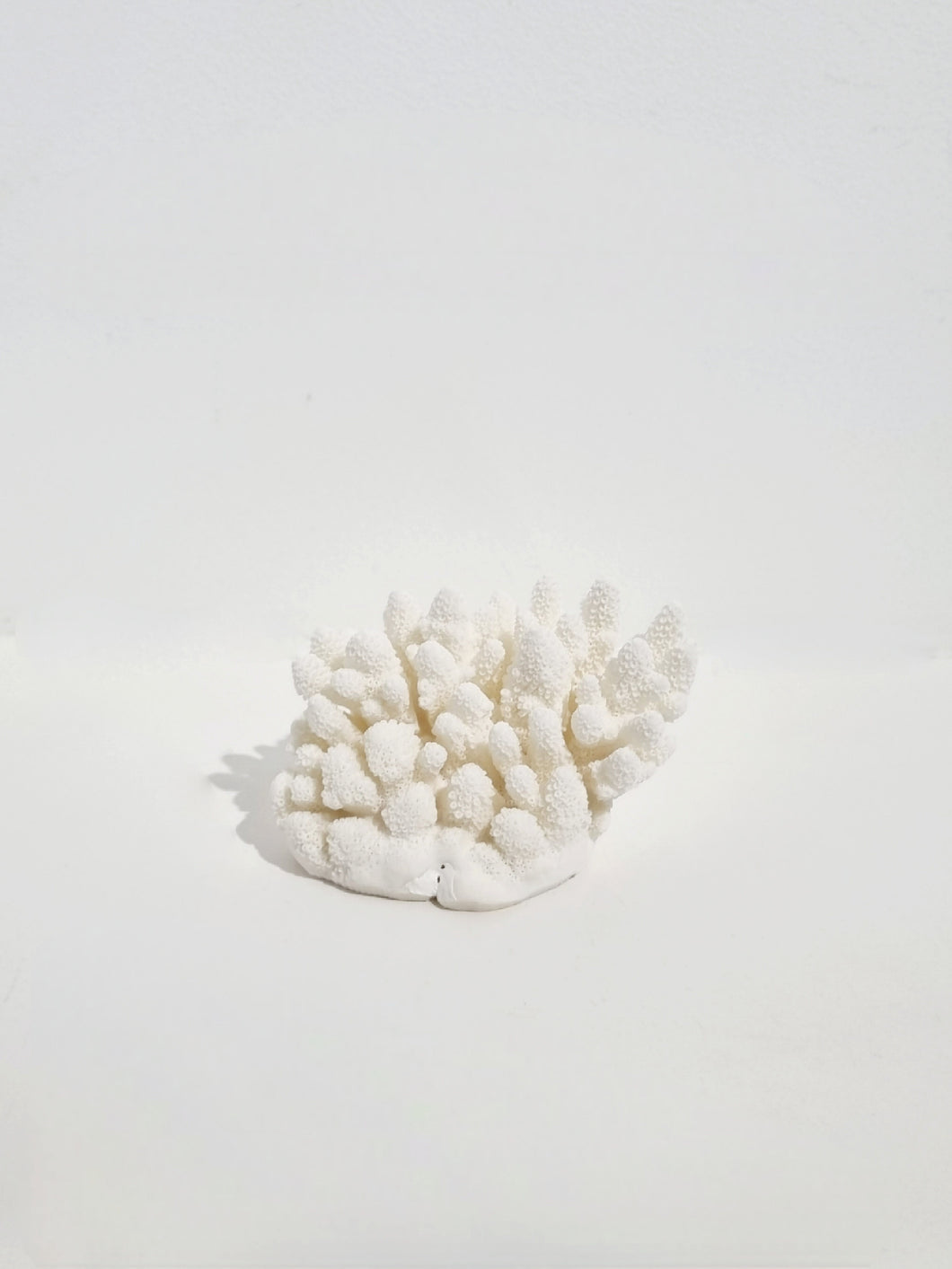 Finger Coral - E